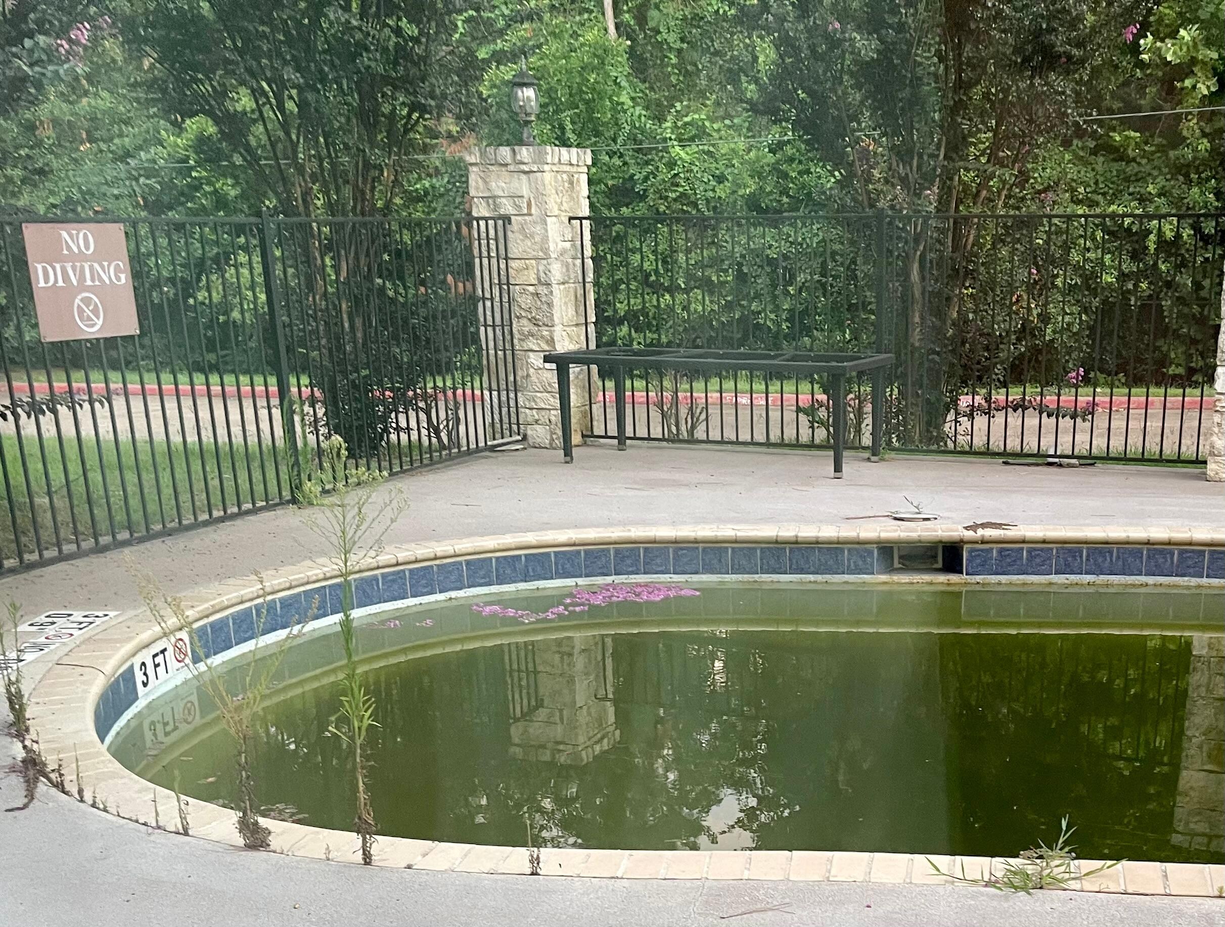 Wild plants/trees growing through the cement 