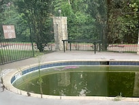 Wild plants/trees growing through the cement