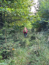 Verwunschene Pfade