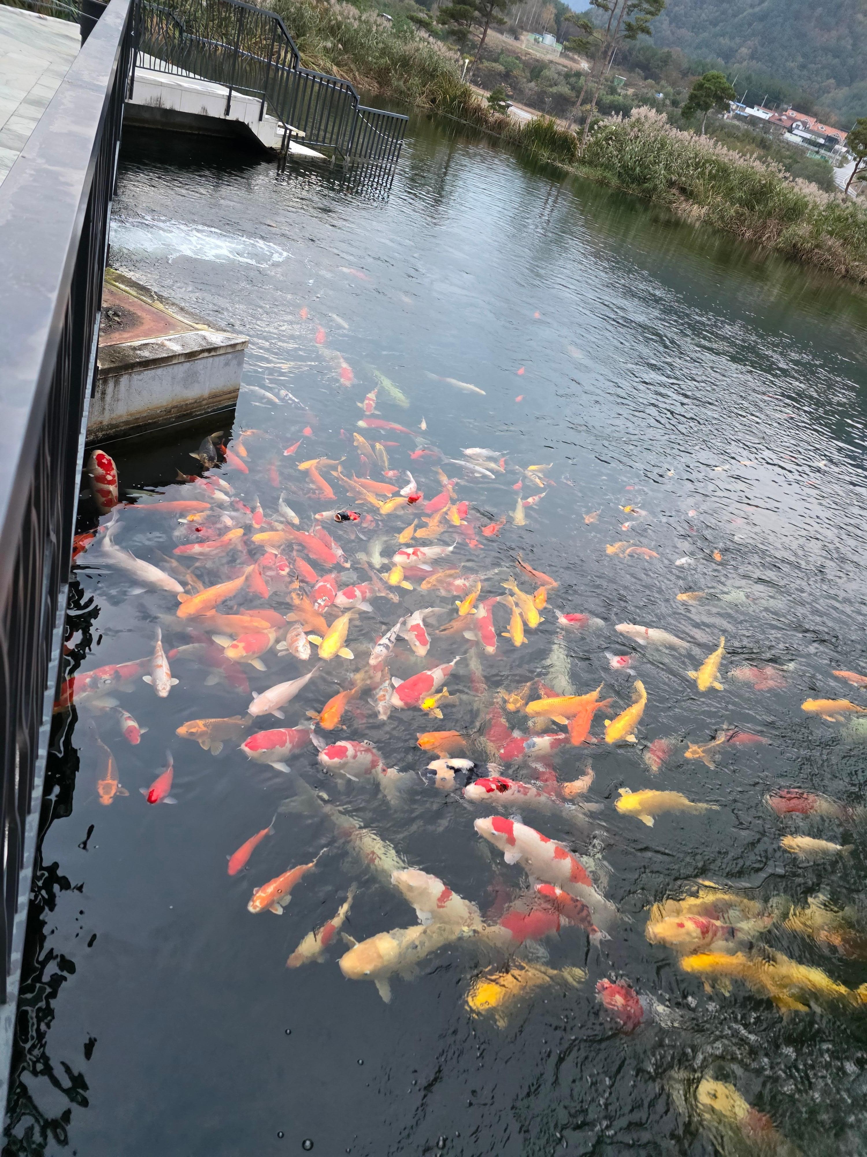 호텔 연못의 잉어들.