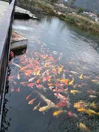 호텔 연못의 잉어들.