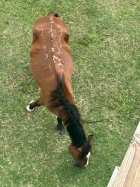The most beautiful wild horse that showed up at the house several times. View from the top balcony.
