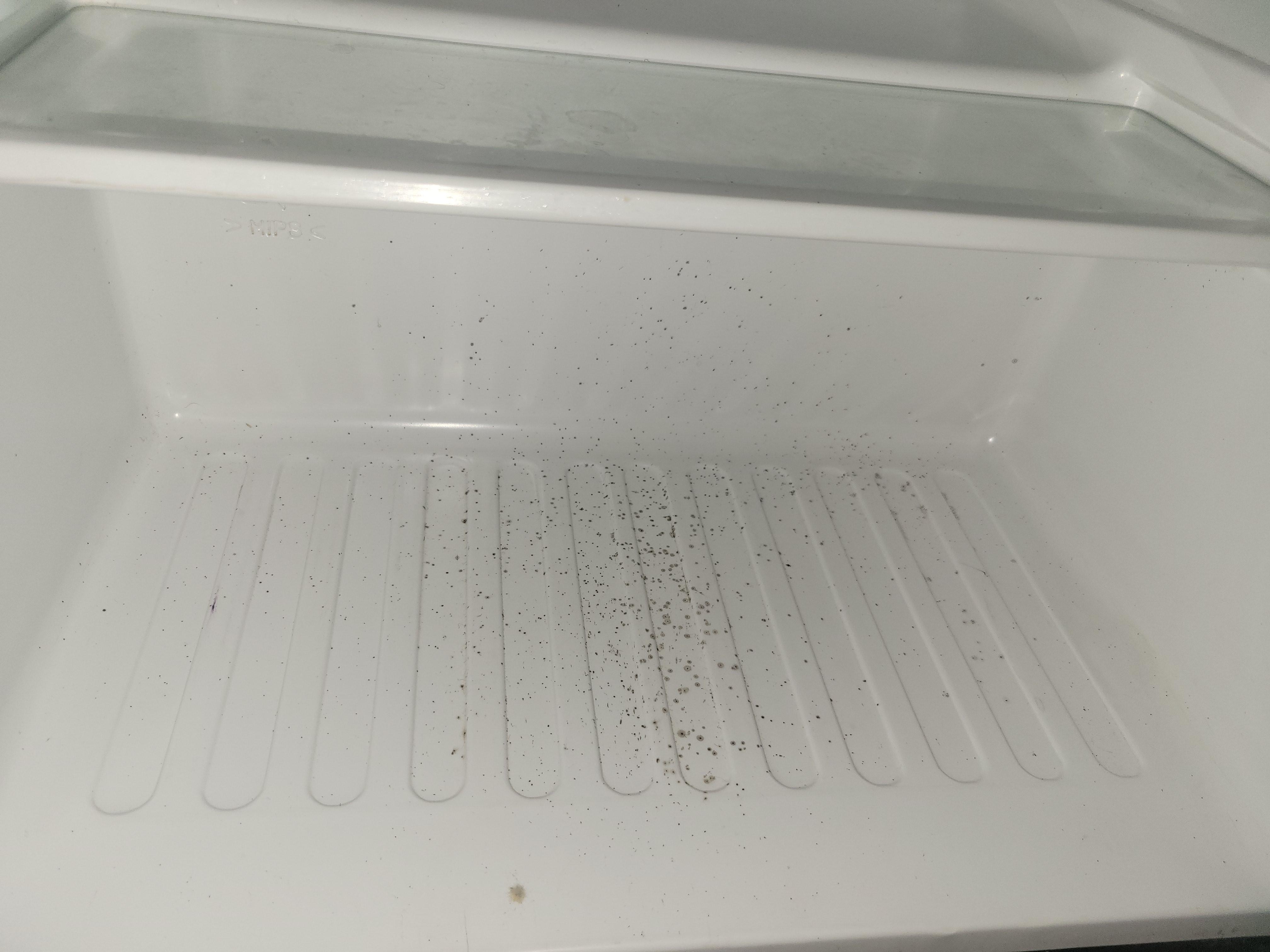 Mold in the fridge
