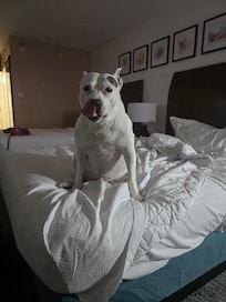 Pet friendly my girl was very happy and the staff was friendly with her.