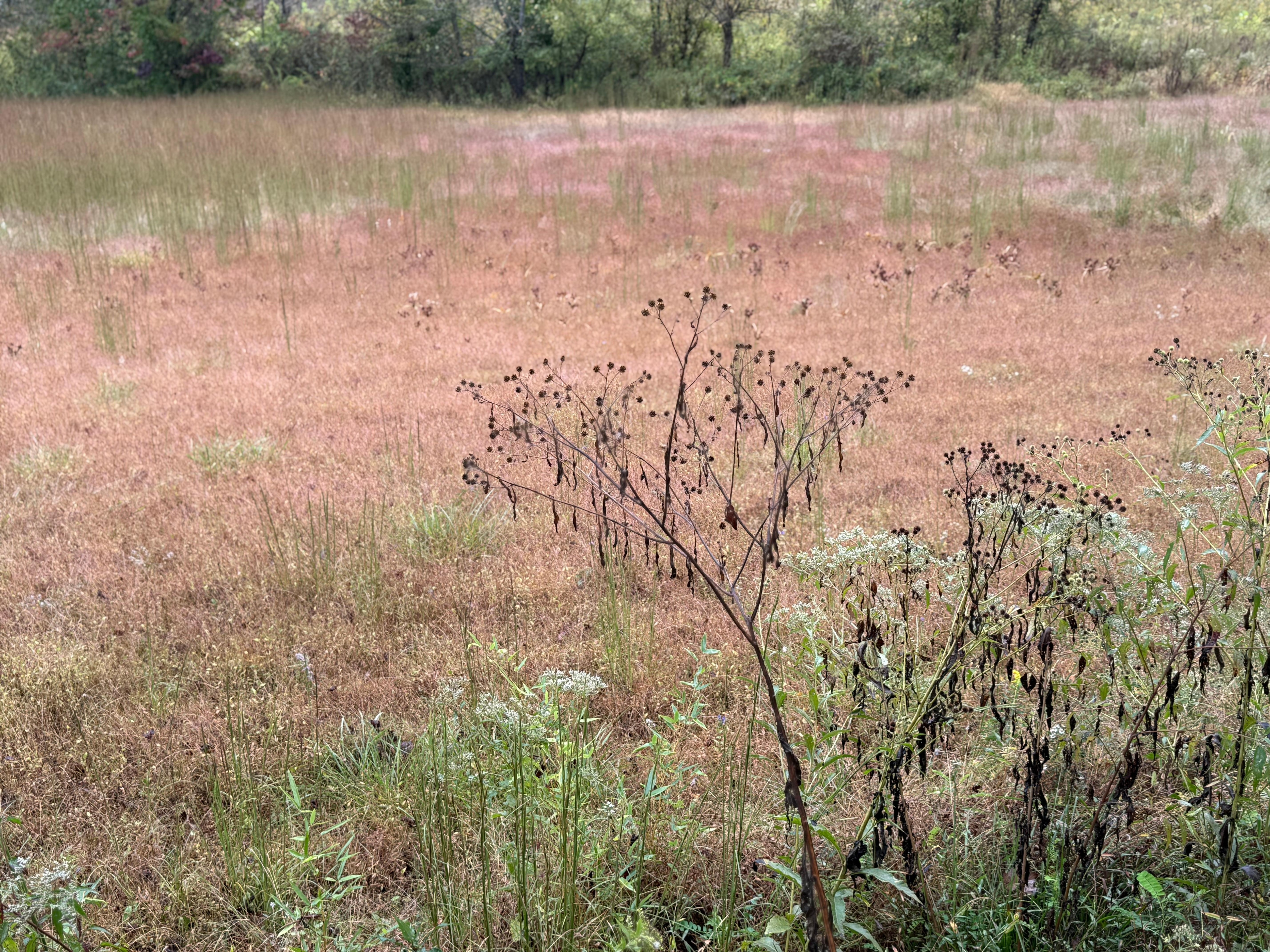 On walk down the dead end lane, early morning 