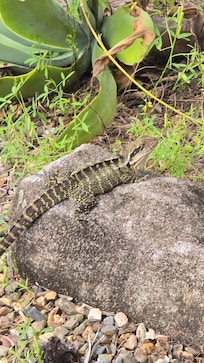 Local wildlife