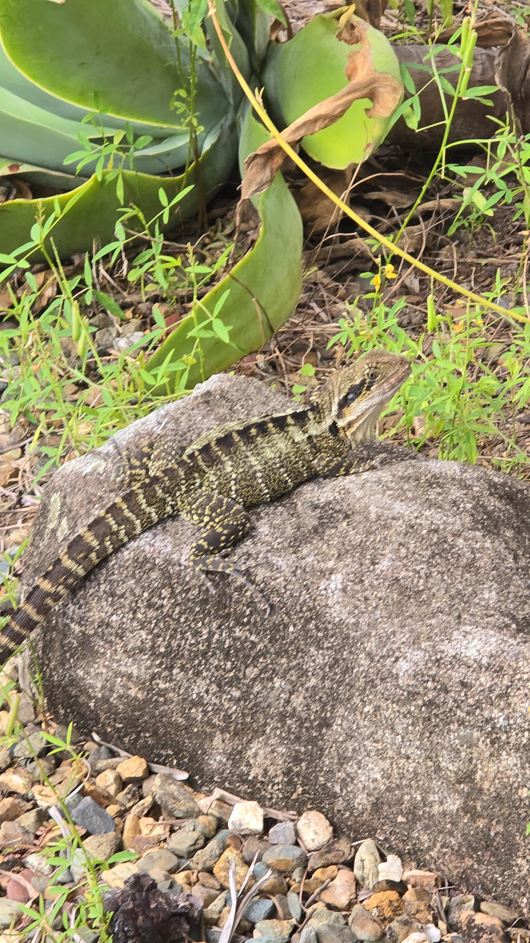 Local wildlife