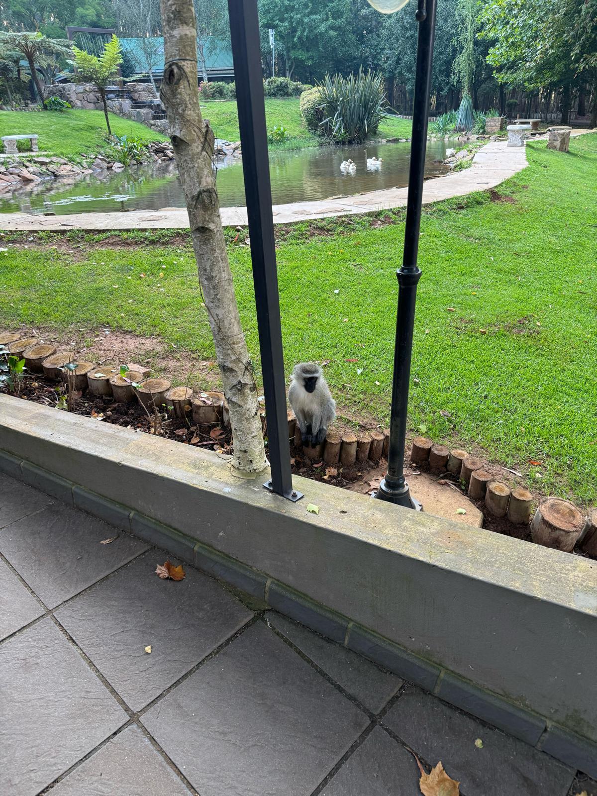 Vervet by the restaurant.