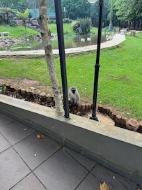 Vervet by the restaurant.