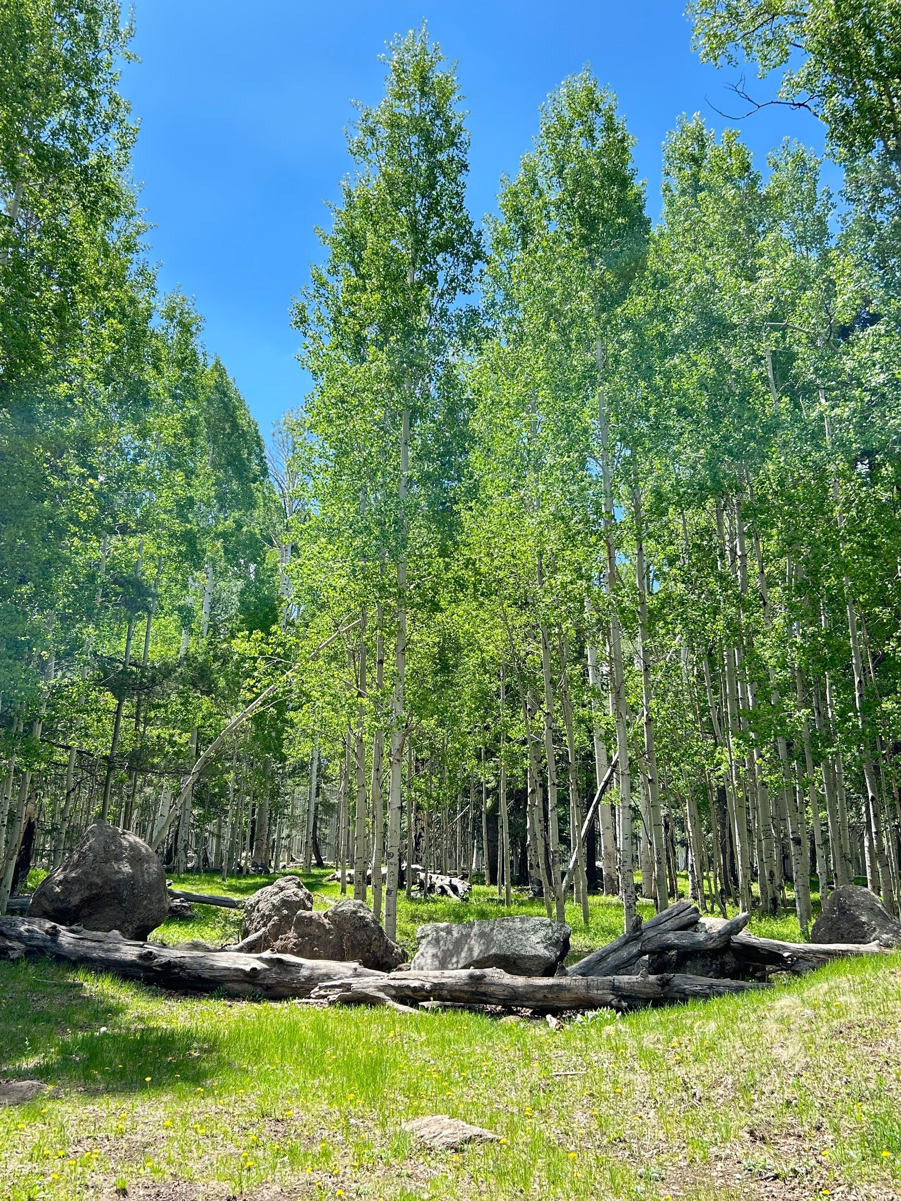 Aspens at Snow Bowl