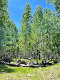 Aspens at Snow Bowl