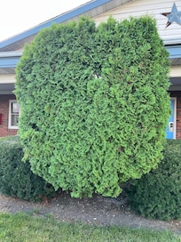 Shrub
