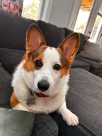 Sandee the travel puppy