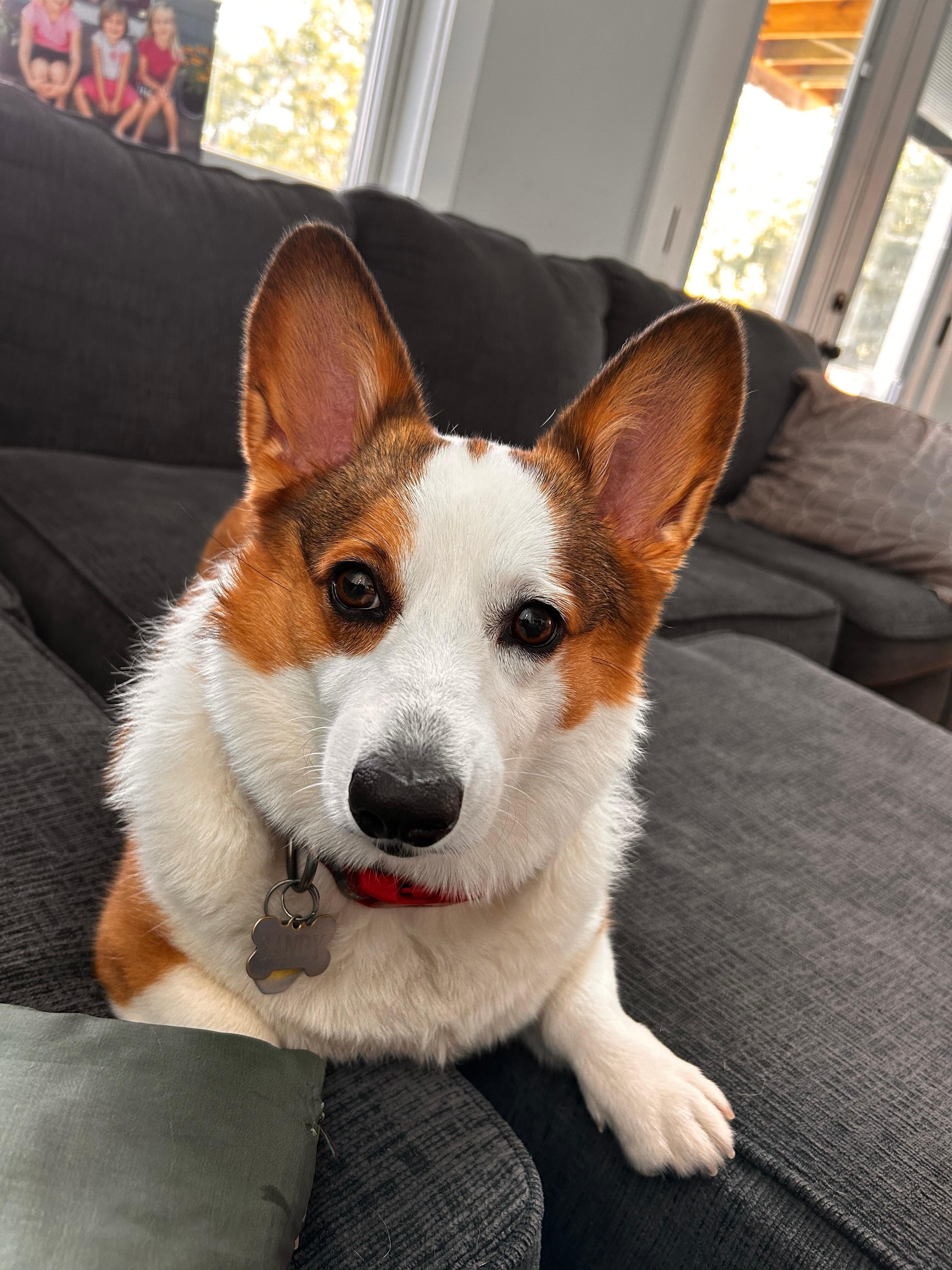 Sandee the travel puppy 