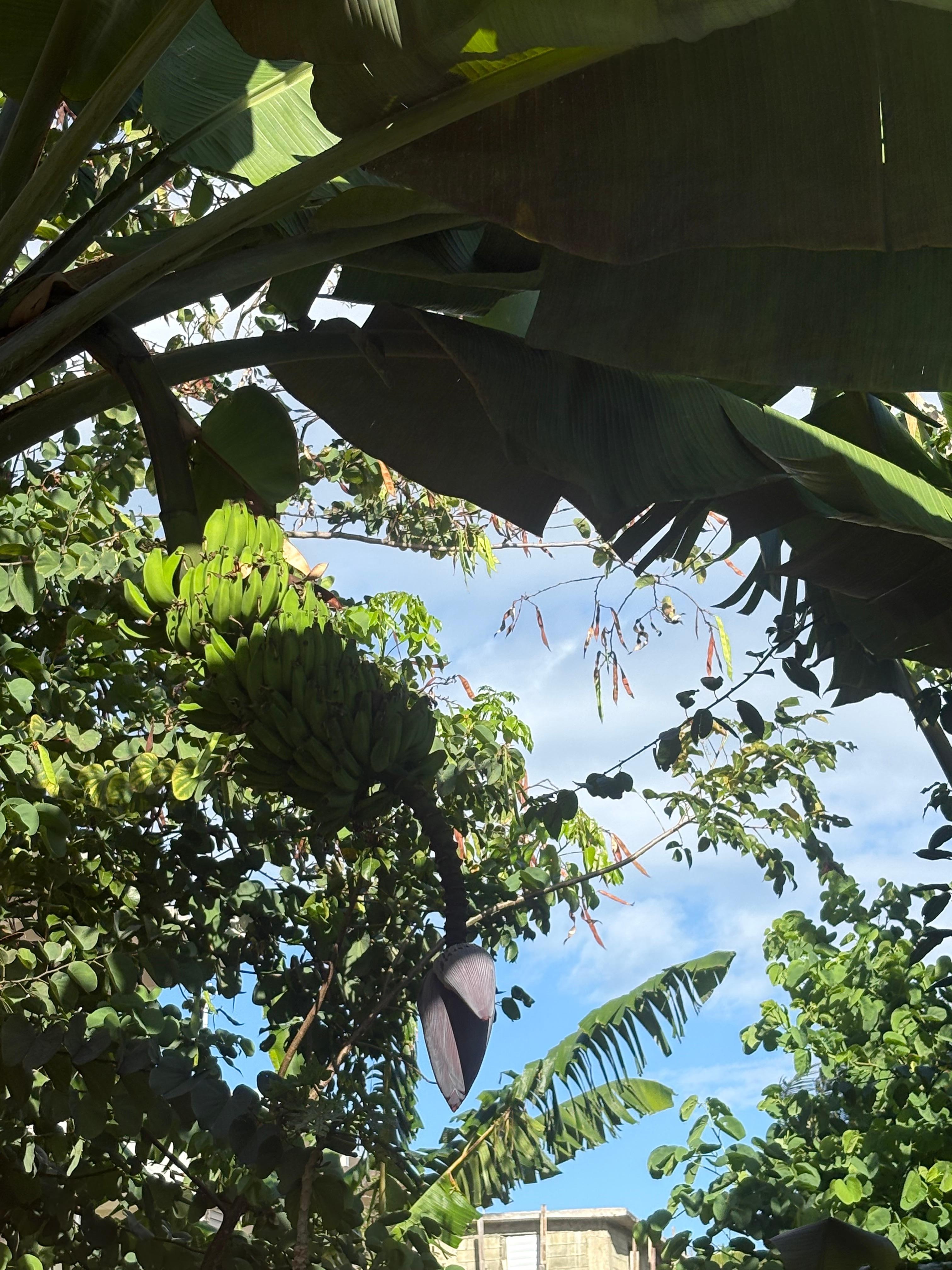 Neighbors’ Breadfruit Tree