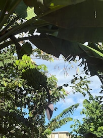 Neighborsâ Breadfruit Tree