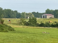 The horses in the distance were an added pleasure to watch.
