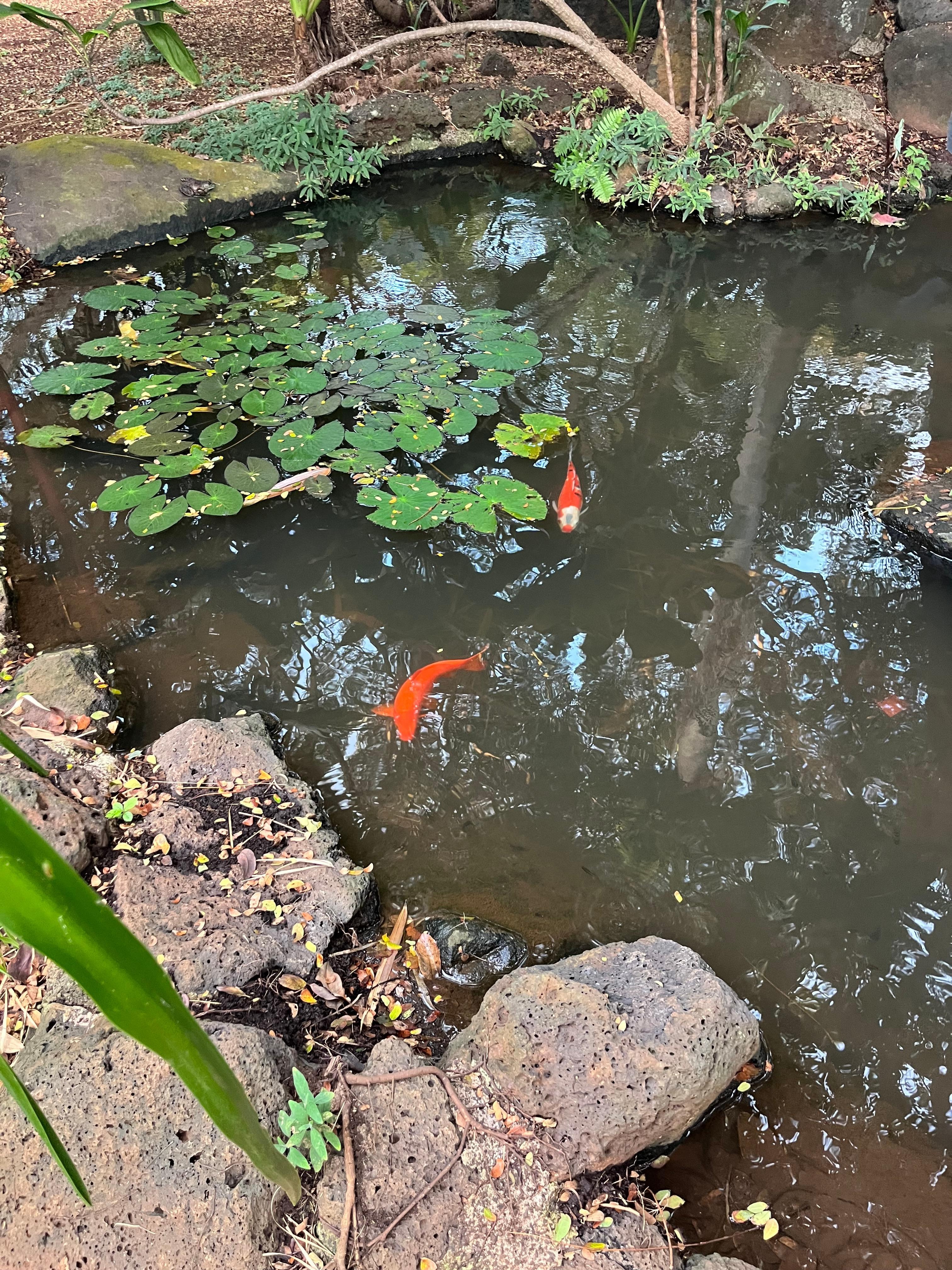 Koi pond 