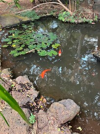 Koi pond