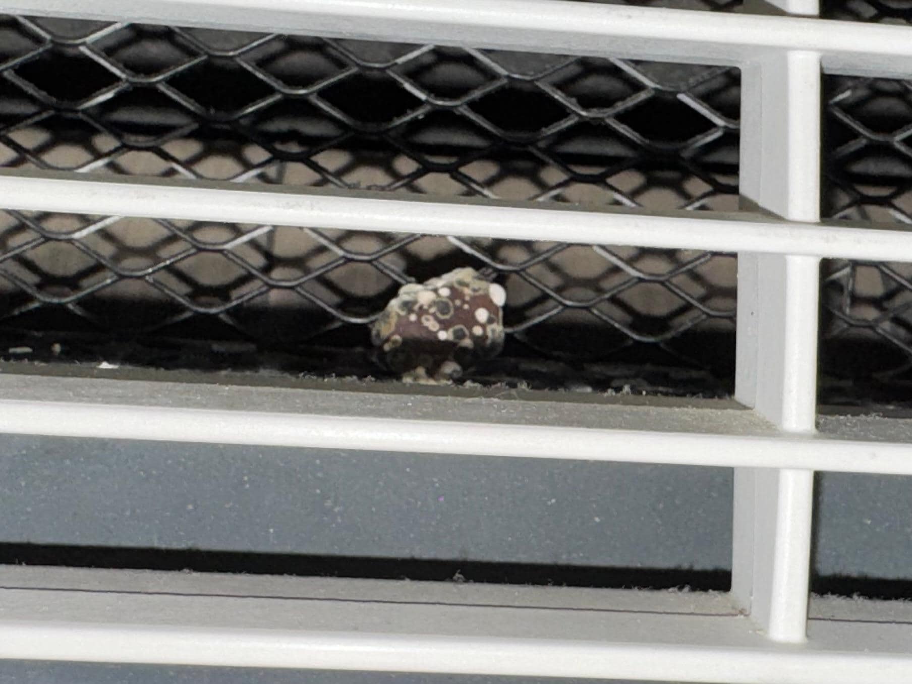 Mold spur size of a quarter. 