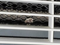 Mold spur size of a quarter.