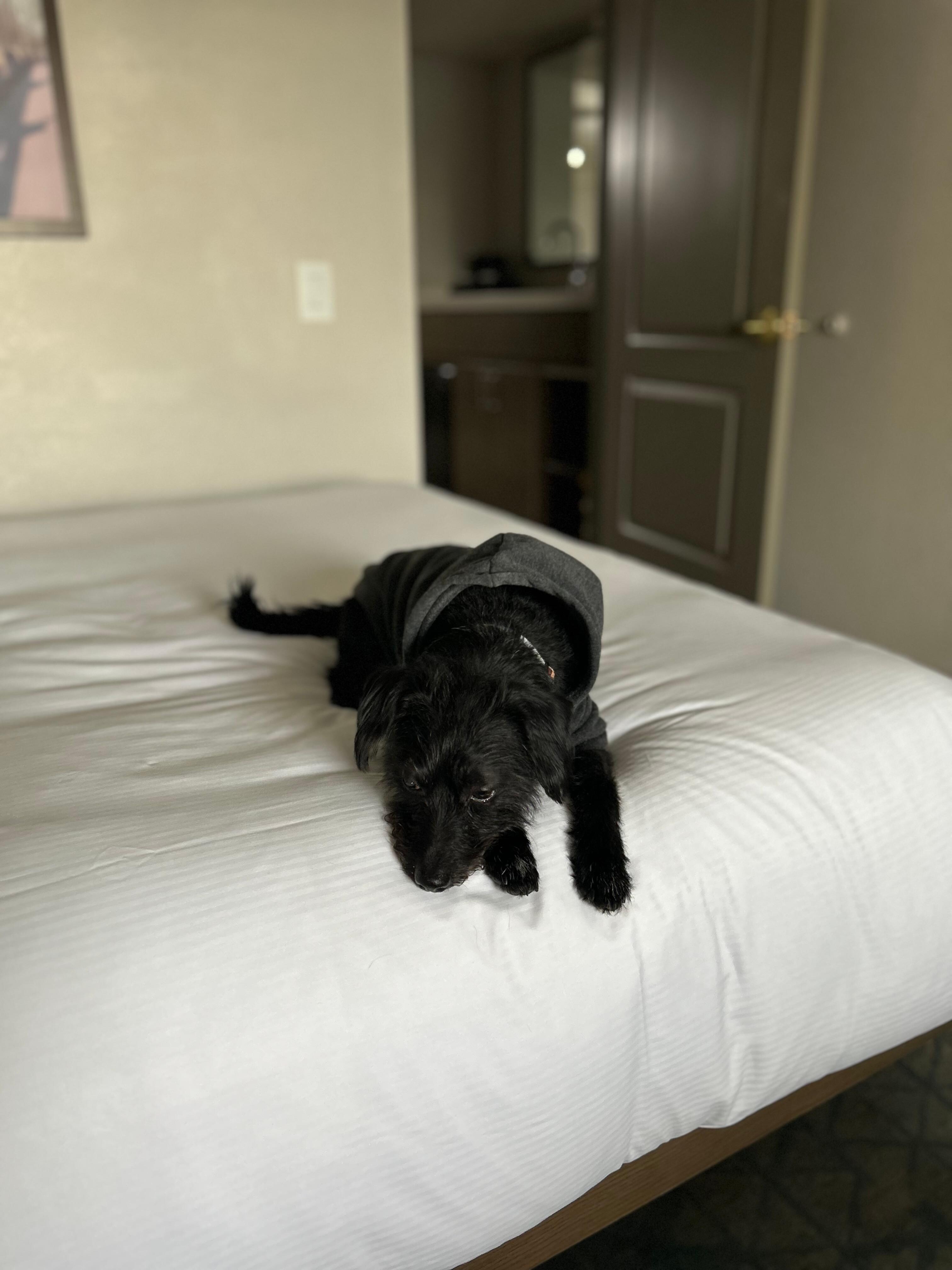 Dog friendly