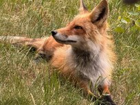 Resident fox. Turns out they actually don't say much ;-)