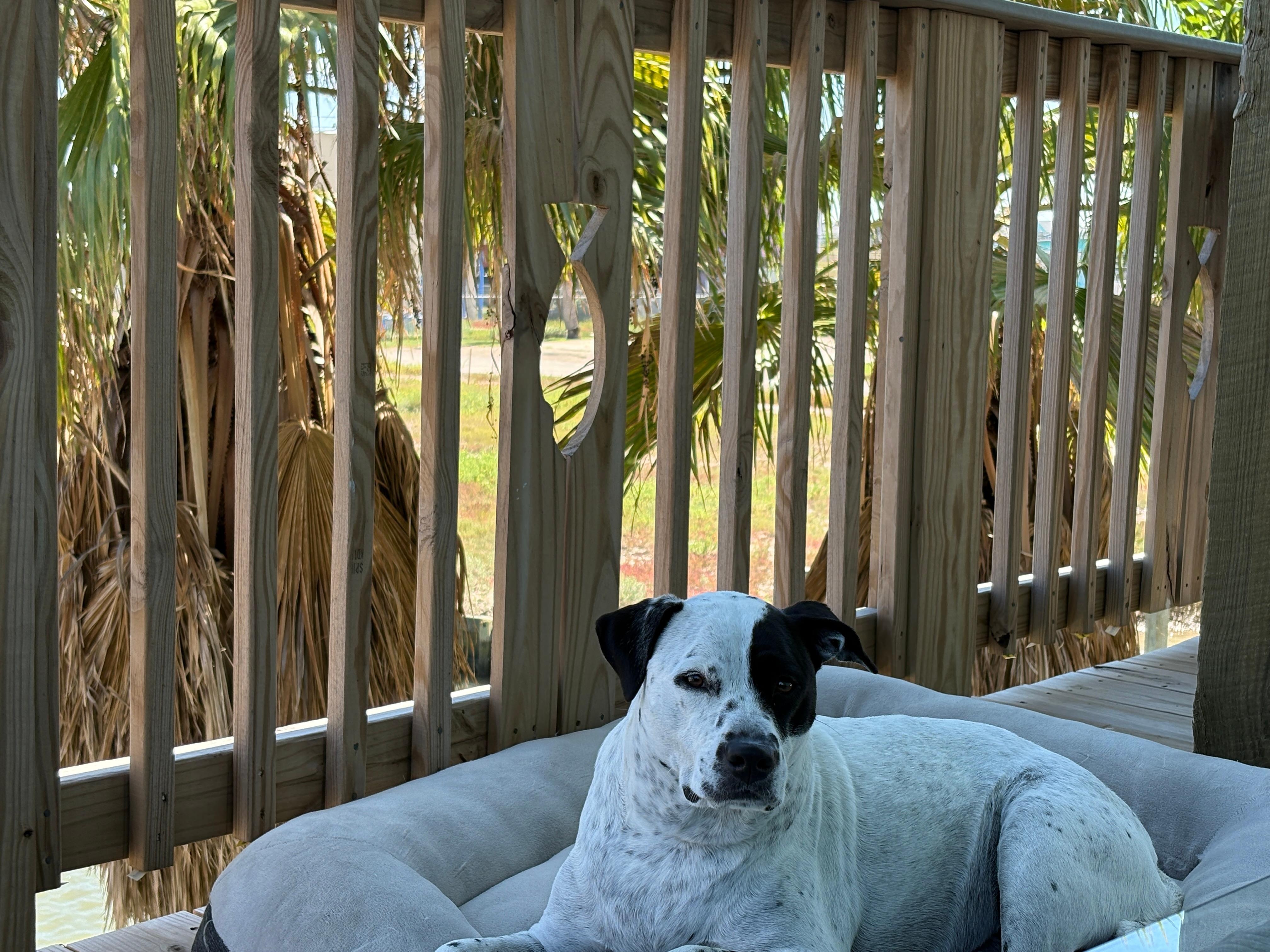 Addie loving life on the deck