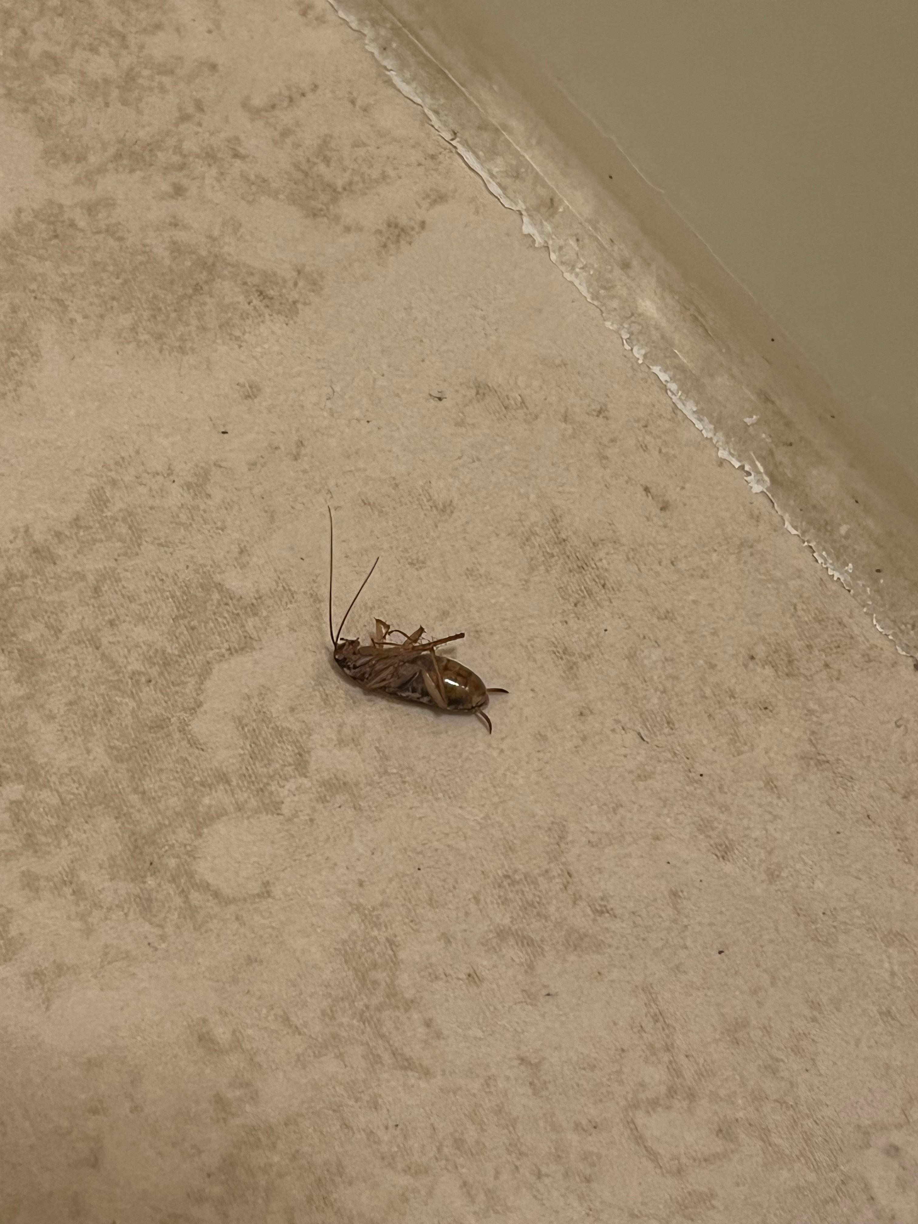 I killed at least 5 of these.