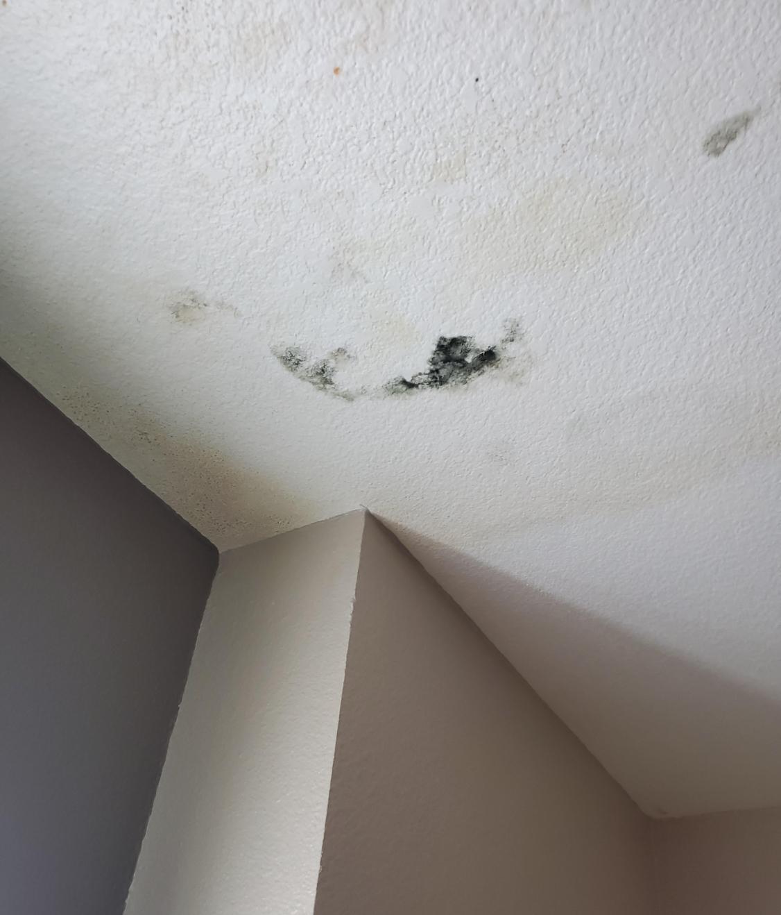 Mold in ceiling (disgusting)🤢