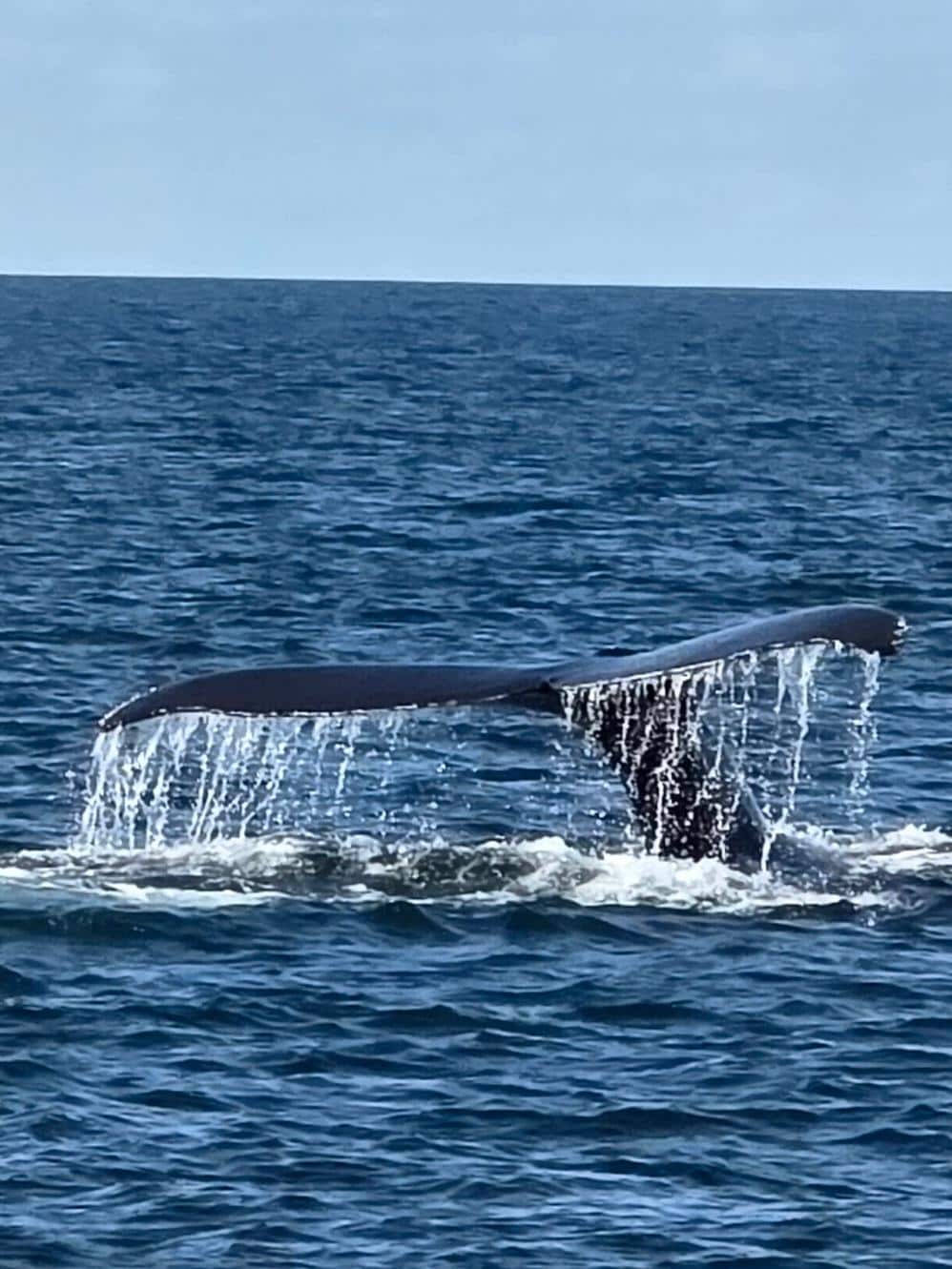 Whale watch on the granite state