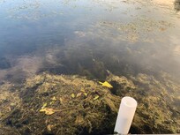 Weeds and algae making the lake unusable.