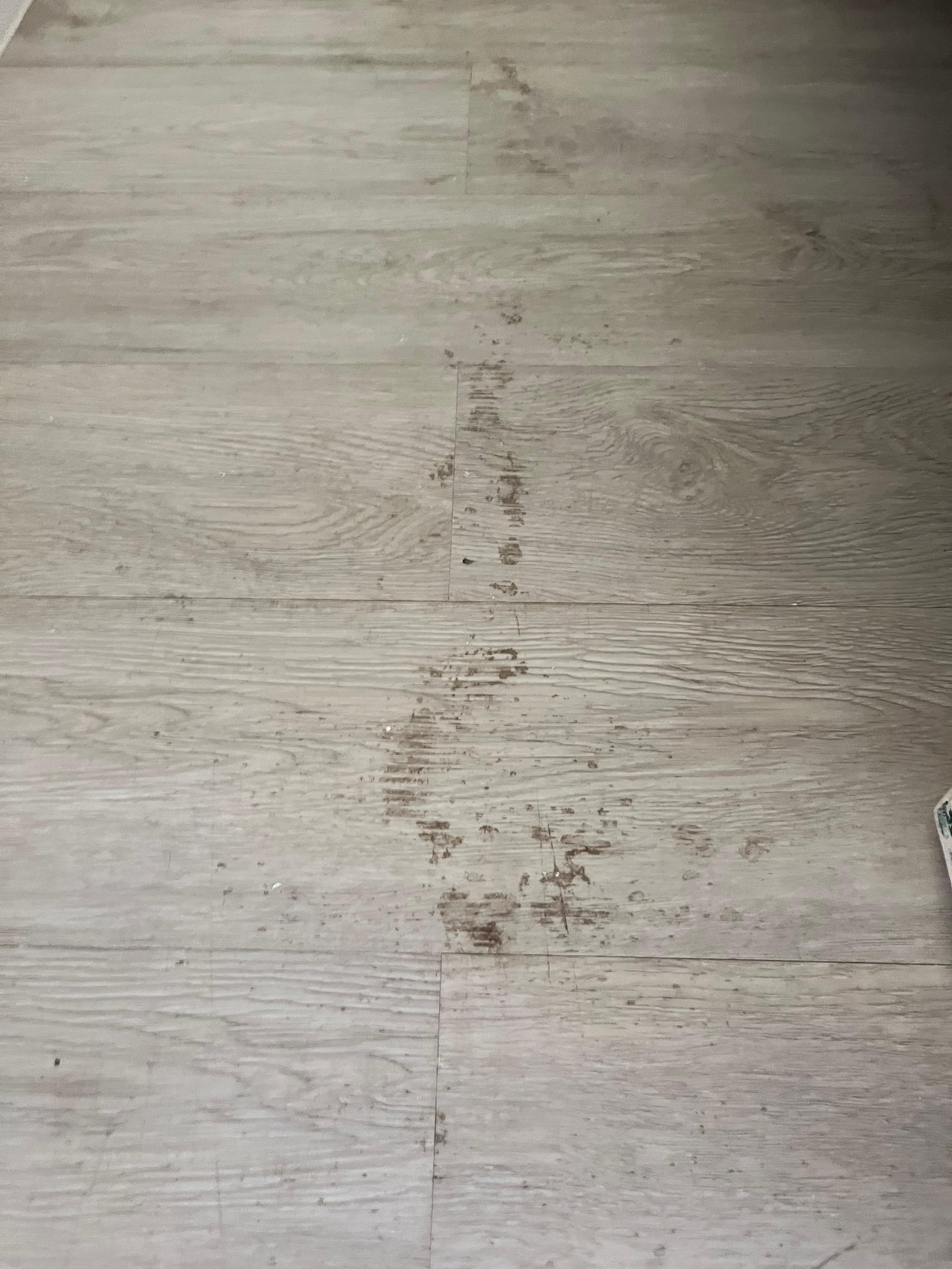 Floor. Something had spilled previously. It can come clean but no attention given to it.