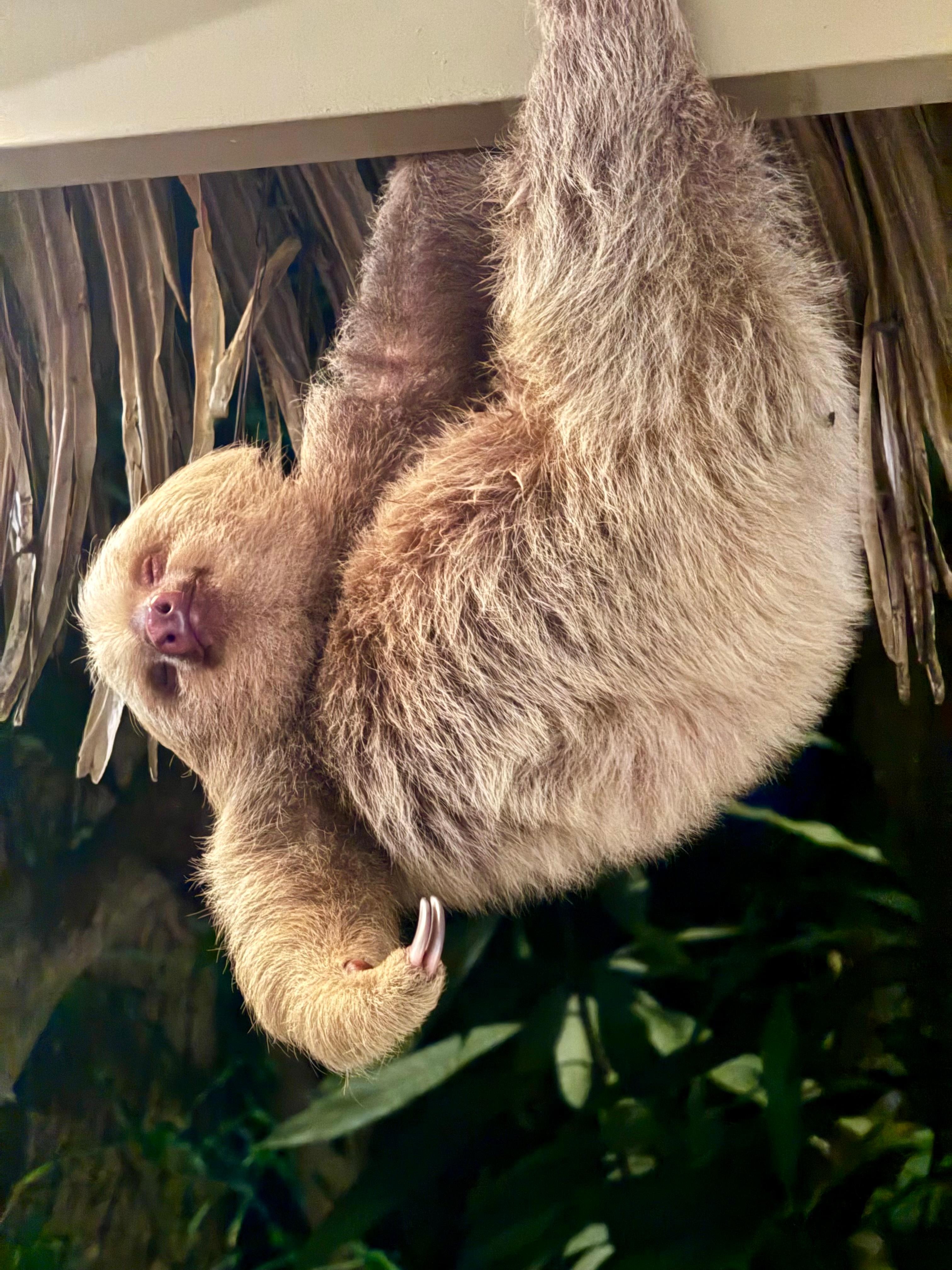 Baby sloth sleeping on the hotel rafters 
