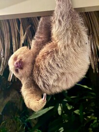 Baby sloth sleeping on the hotel rafters