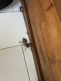 Ants coming into kitchen
