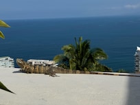 Friendly iguana who literally dropped in every morning from the roof with a loud thud.