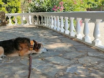 Lluna descansado en la zona de la piscina