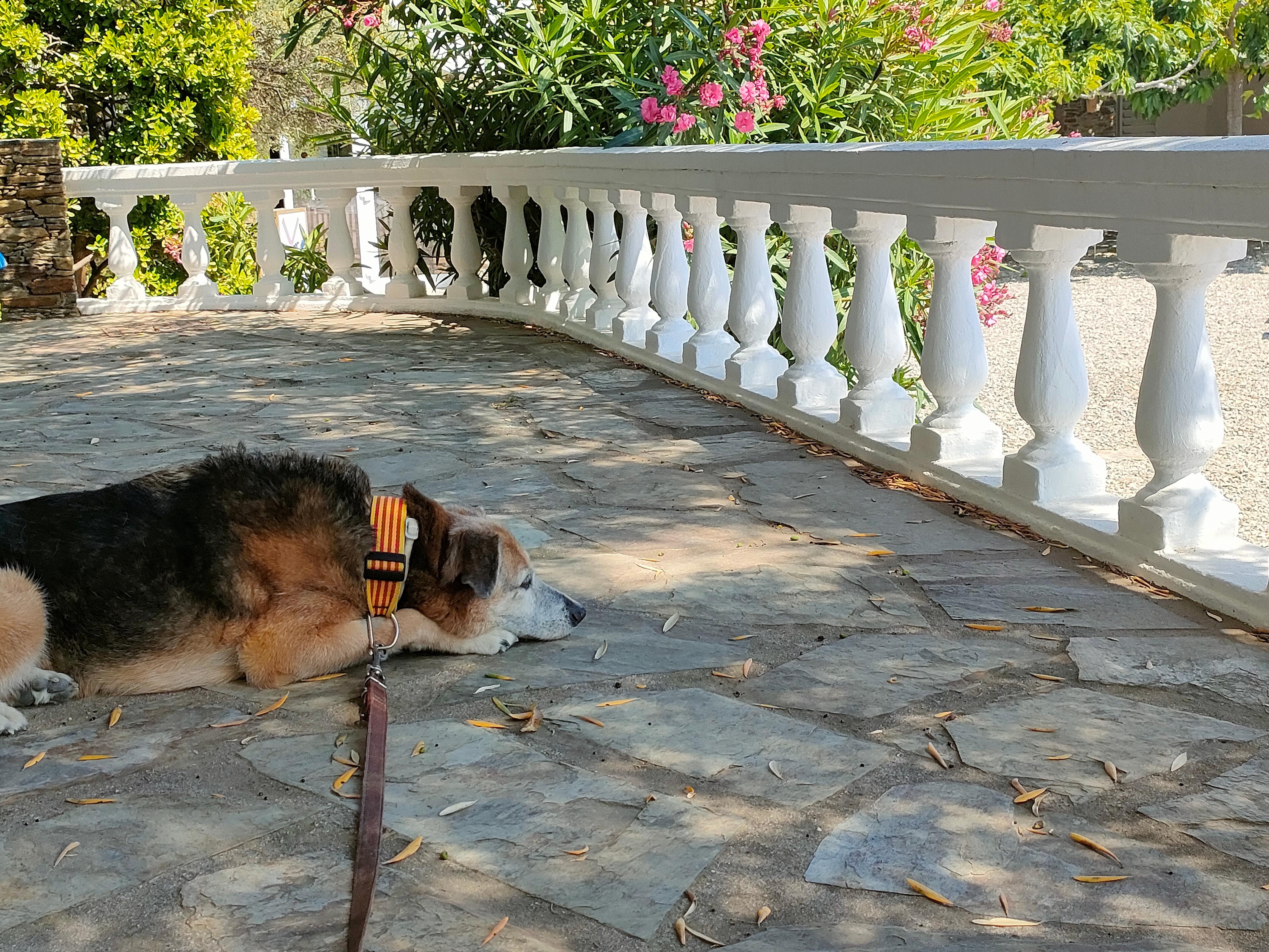 Lluna descansado en la zona de la piscina