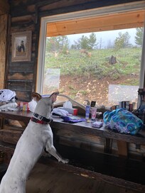 Pete, the mule deer
alarm