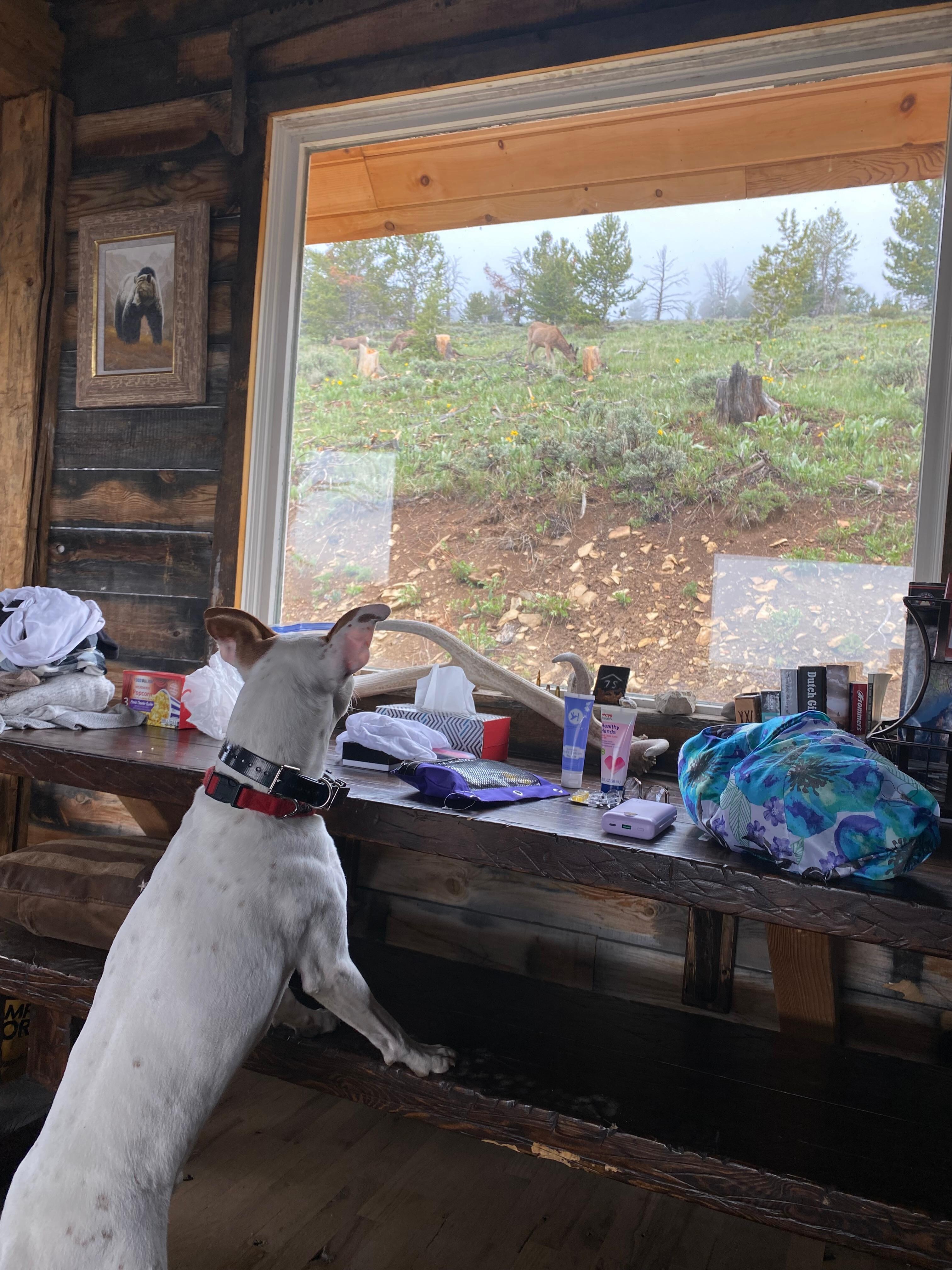 Pete, the mule deer    
alarm