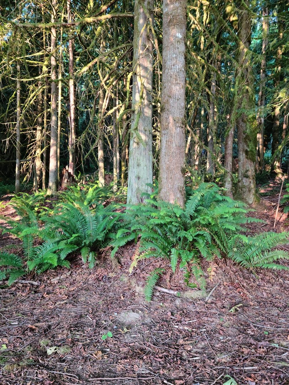 Trees & Ferns in the Resort