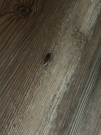 Live adult in the master bedroom