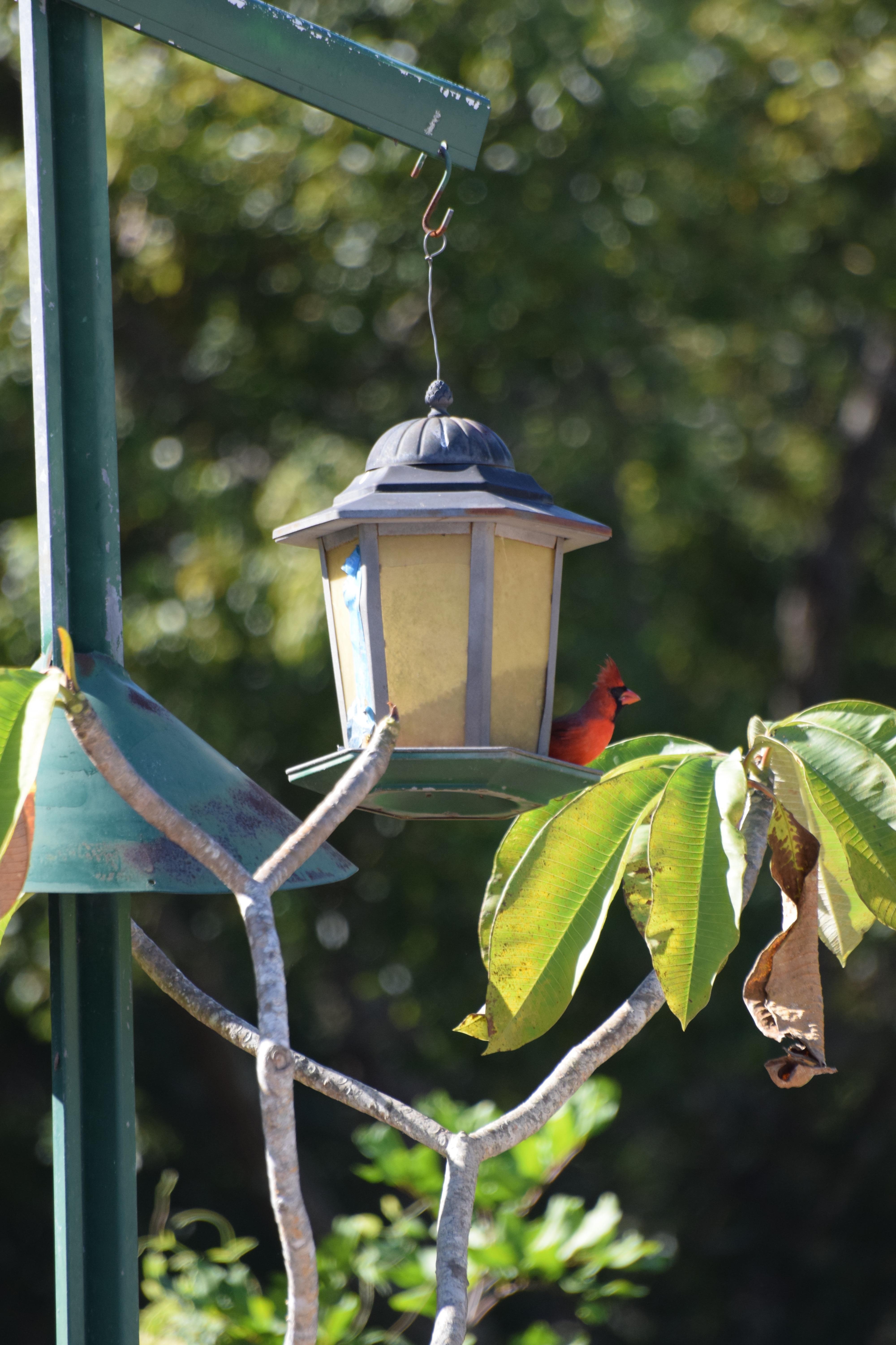 Birds, squirrels and cats came to visit.