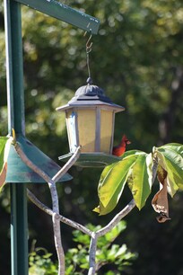Birds, squirrels and cats came to visit.