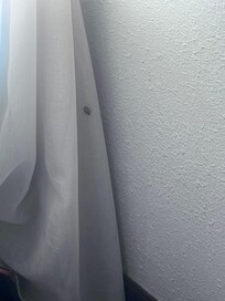 Bugs