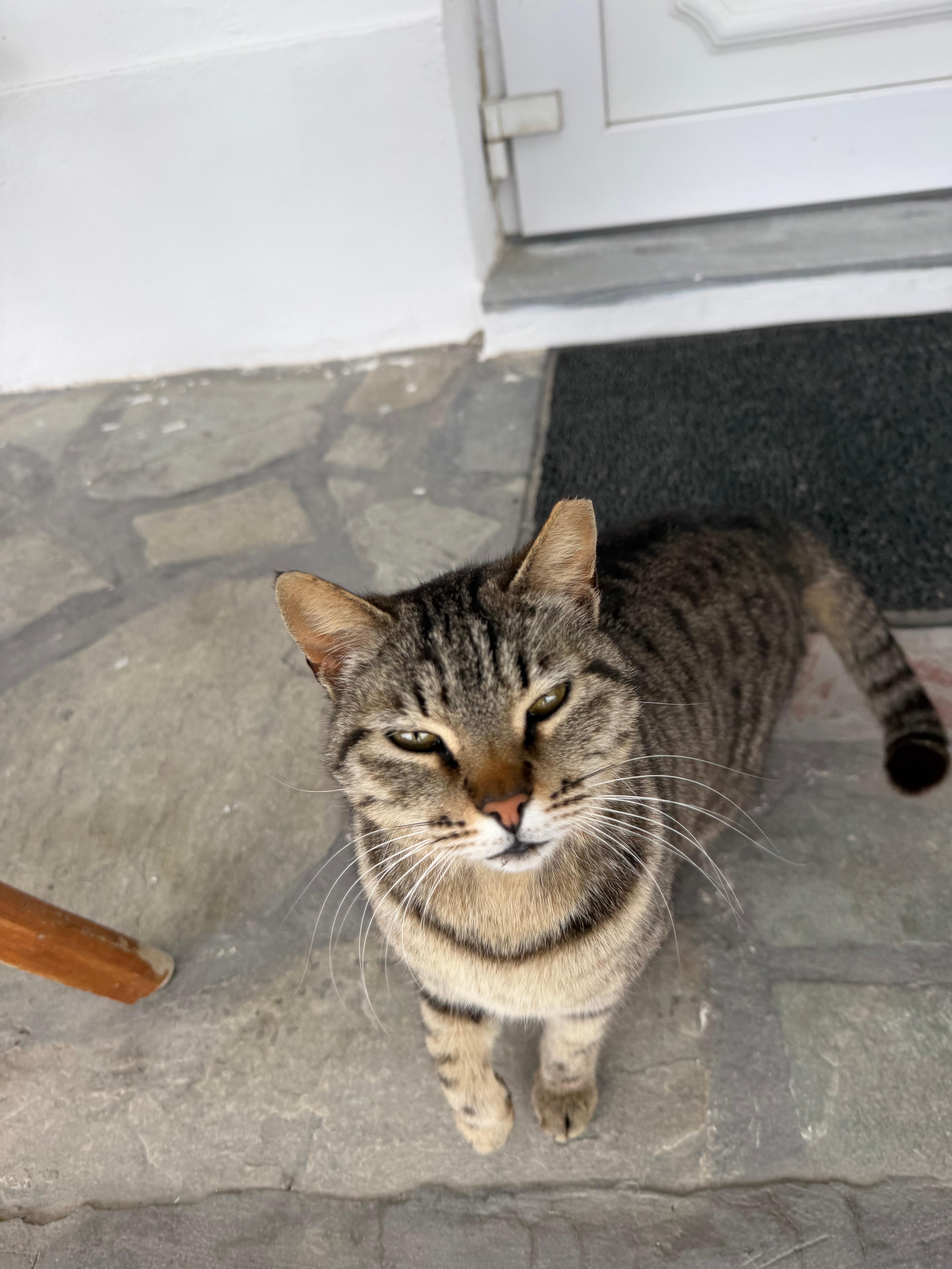 Hotel cat
