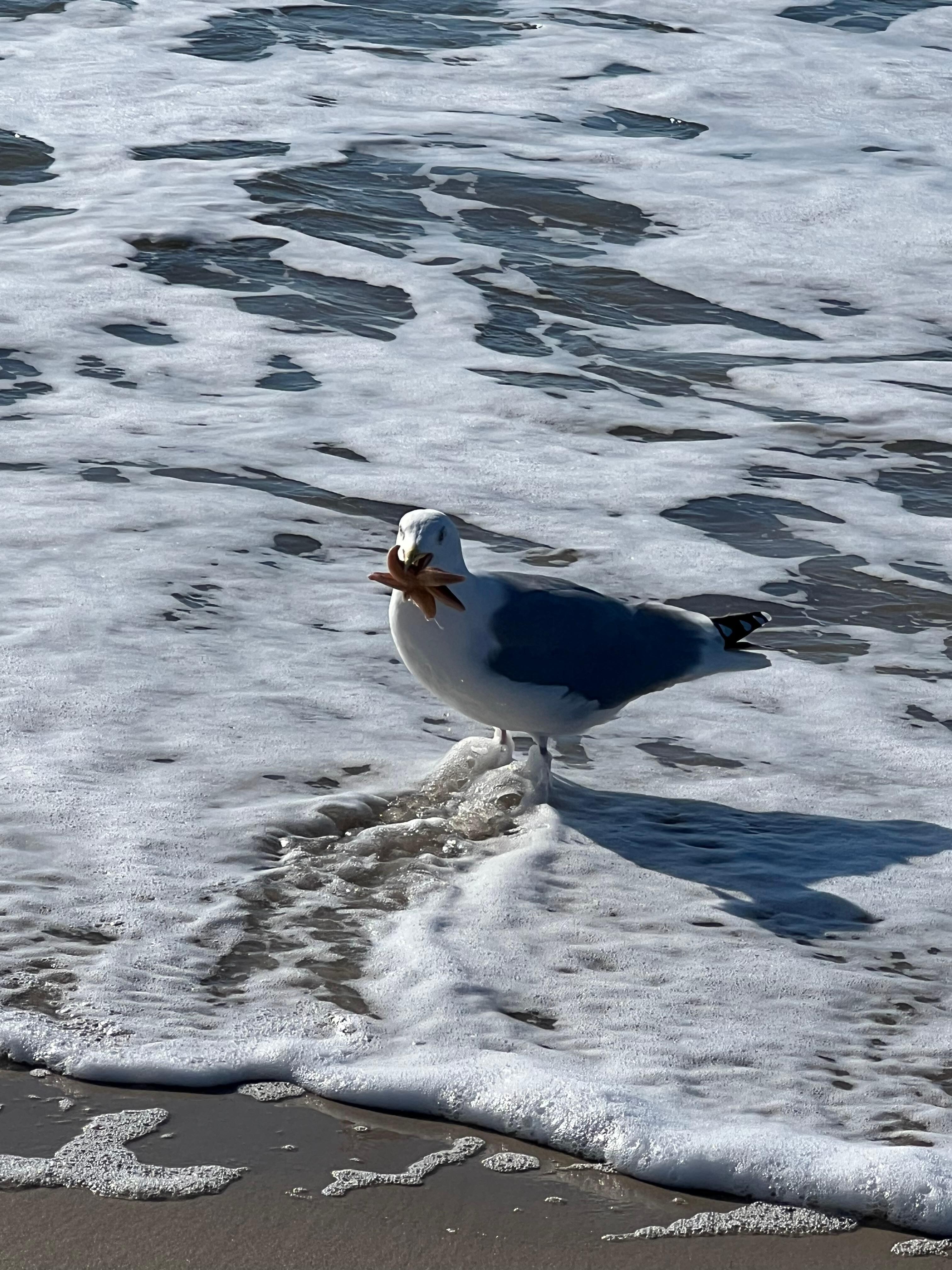 Ein Strandspaziergang ist nie langweilig 😊