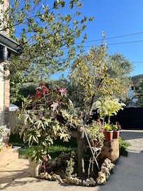 Gardens/patio