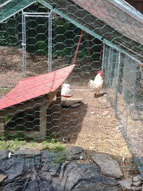 "Frank," our rooster neighbor and 4:30 am alarm clock.
